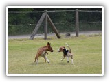 Auf dem Hundeplatz